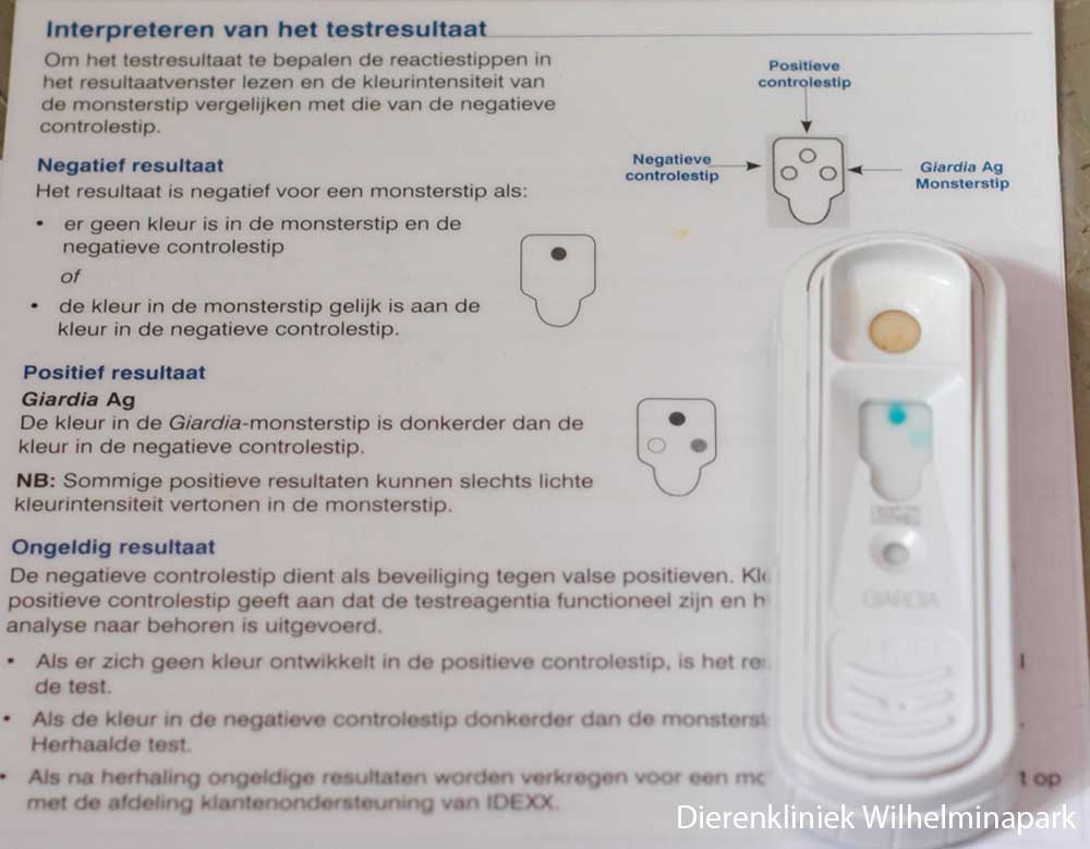 Een positieve Giardia snaptest van Idexx